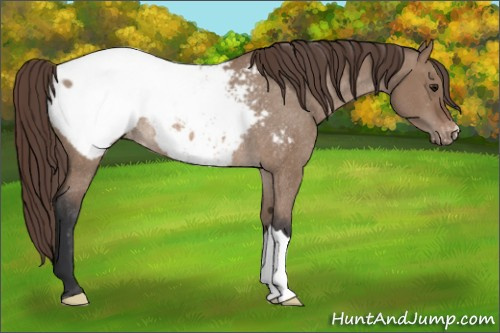 Horse Color: Brown Dun Snowcap Rabicano 
