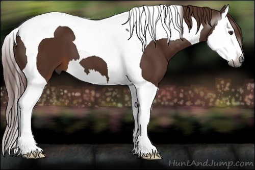 Horse Color:Gray Chestnut Splash Tobiano 