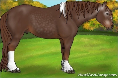Horse Color:Gray Chestnut Tobiano