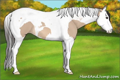 Horse Color: Bay Dun Splash Tobiano 