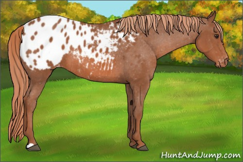 Horse Color: Liver Chestnut Blanket 