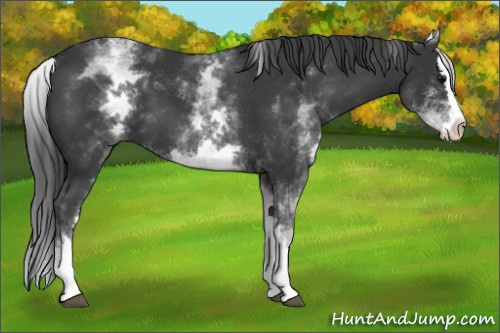 Horse Color: White Spotted Black Splash 