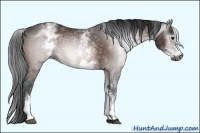 Horse Color:Gray White Spotted Bay 