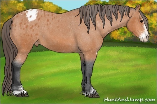 Horse Color: Bay Sabino Blanket 