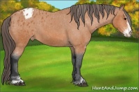Horse Color:Bay Sabino Appaloosa 