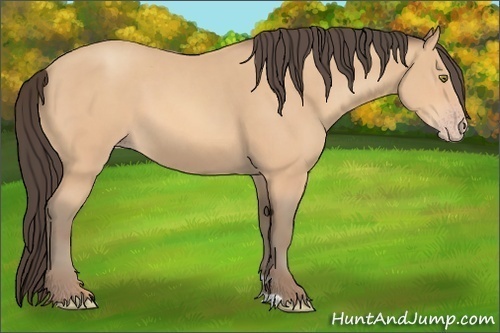 Horse Color: Amber Champagne 