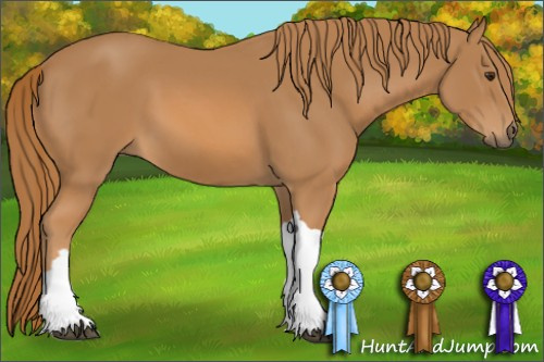 Horse Color: Unknown 