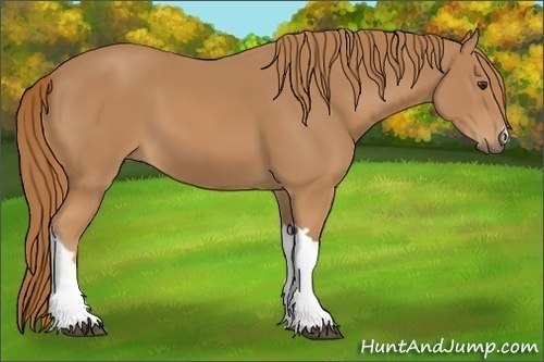 Horse Color: Unknown 