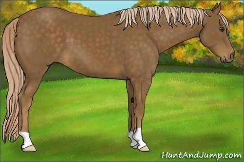 Horse Color: Chocolate Palomino 