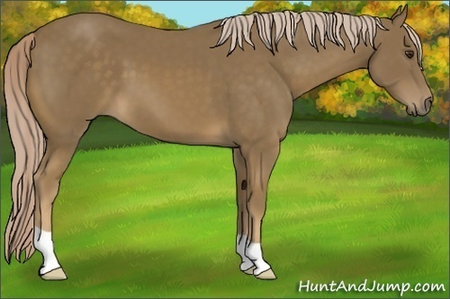 Horse Color: Chocolate Palomino 