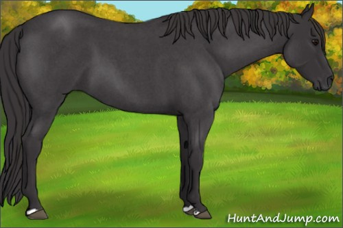 Horse Color: Smoky Blue Roan 
