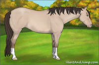 Horse Color:Amber Champagne Dun 