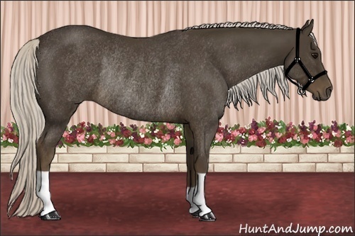 Horse Color: Silver Smoky Black Rabicano 