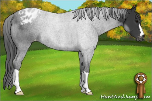 Horse Color: Brown Blanket 
