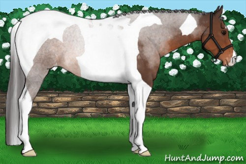 Horse Color: Brown Tobiano Blanket 