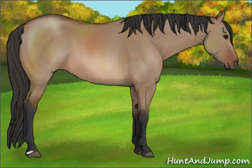 Horse Color: Bay Dun 
