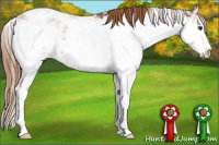 Horse Color:Liver Chestnut Sabino Appaloosa 