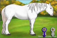 Horse Color:White Spotted Chestnut 