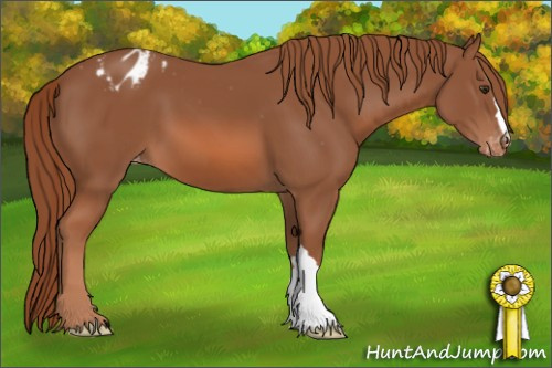 Horse Color: Chestnut Blanket 