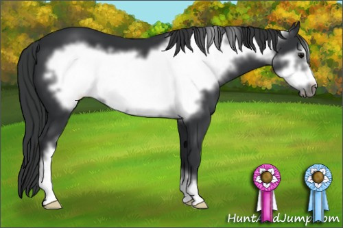 Horse Color: Brown Frame 