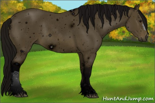 Horse Color: ERROR: UNKNOWN ANOMALY