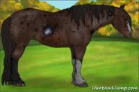 Horse Color:ERROR: UNKNOWN ANOMALY