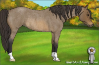 Horse Color:Buckskin Roan Rabicano
