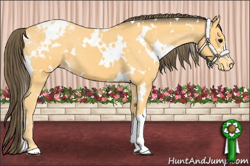 Horse Color: White Spotted Buckskin Blanket 
