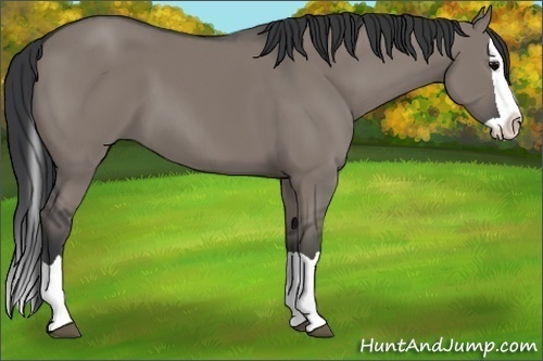Horse Color: Grullo Splash 