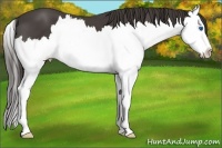 Horse Color:Smoky Black Splash 