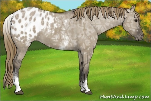 Horse Color: White Spotted Smoky Grullo Ice Blanket 
