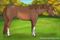 Horse Color:Liver Chestnut