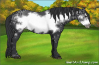 Horse Color:Black Ice Frame