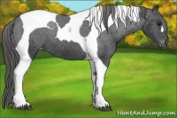 Horse Color:Black Tobiano Appaloosa 