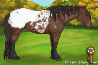 Horse Color:Bay Snowcap 