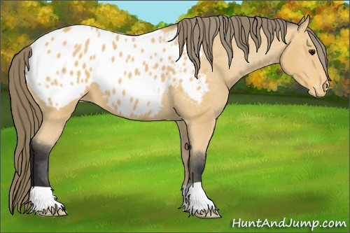Horse Color: Buckskin Blanket 
