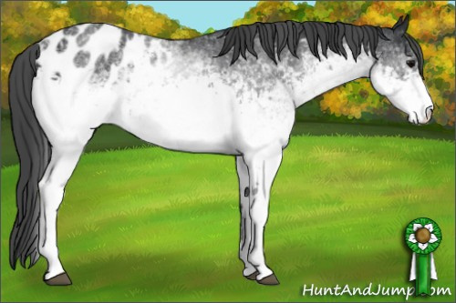 Horse Color: White Spotted Black Blanket Rabicano 