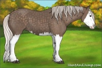 Horse Color:Silver Black Splash