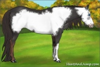 Horse Color:Liver Chestnut Frame 