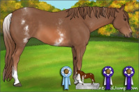 Horse Color:White Spotted Chestnut Sabino 