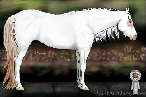 Horse Color: White Spotted Liver Chestnut Frame 