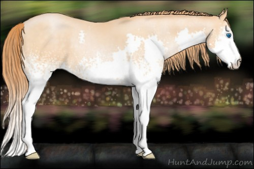 Horse Color: White Spotted Buckskin Pearl Splash 