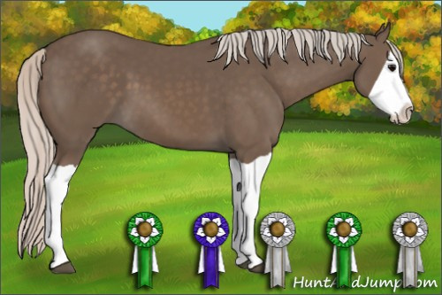 Horse Color: Silver Black Splash 