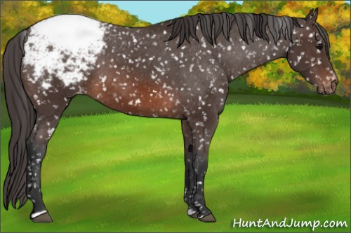 Horse Color: Brown Sabino Snowcap Rabicano 