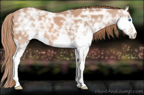 Horse Color: Liver Chestnut Ice Splash 