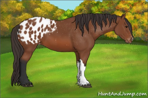 Horse Color: Bay Blanket 