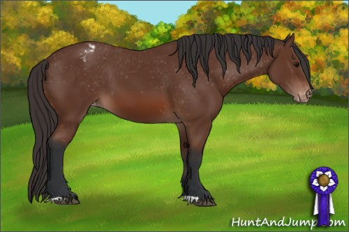 Horse Color: Bay Blanket 
