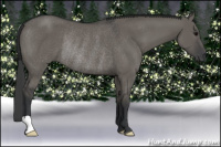 Horse Color:Grullo Rabicano 