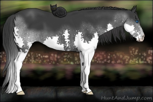 Horse Color: Black Splash 