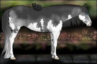Horse Color:Black Splash 
